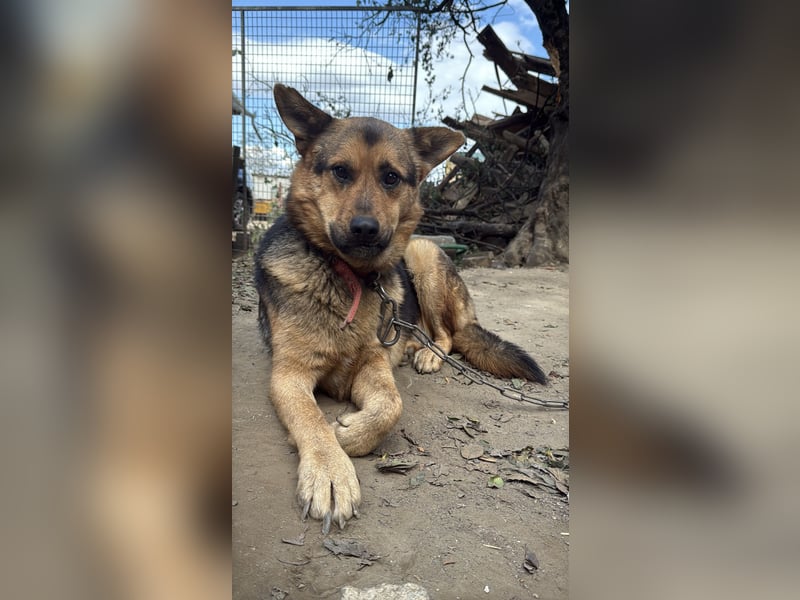 Berci - eine bezaubernder Rüde sucht sein Glück