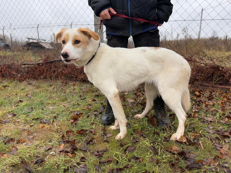 Falina - liebevolle, entspannte Hundedame sucht ihre Familie