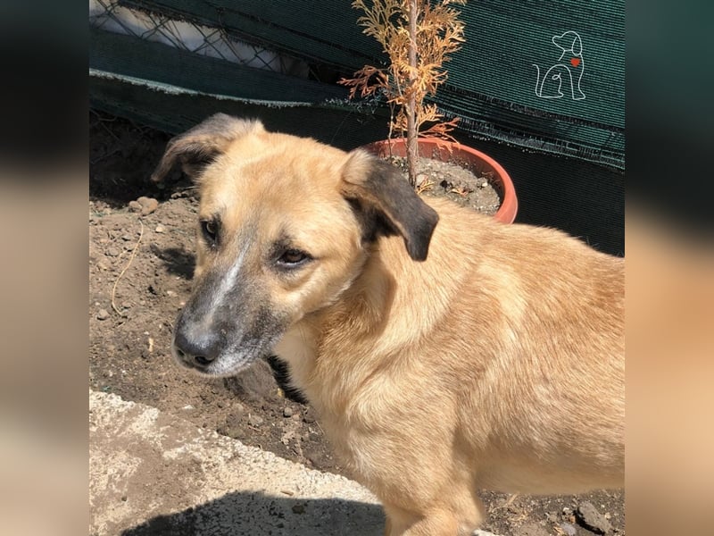 Nala - ca. 2 Jahre jung - sucht ihre Menschen