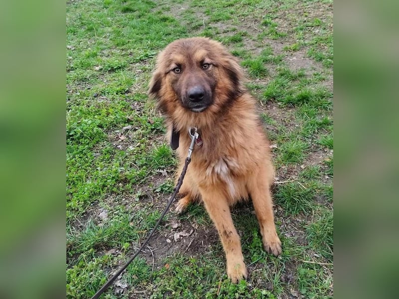 Murphy Tierschutzhund sucht ein Zuhause