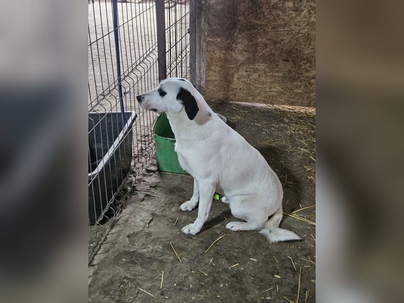 ⭐️GEORGIA⭐️, reizendes Hundemädchen, 2,5 Jahre, 52cm, Mischling, Tierschutz Rumänien