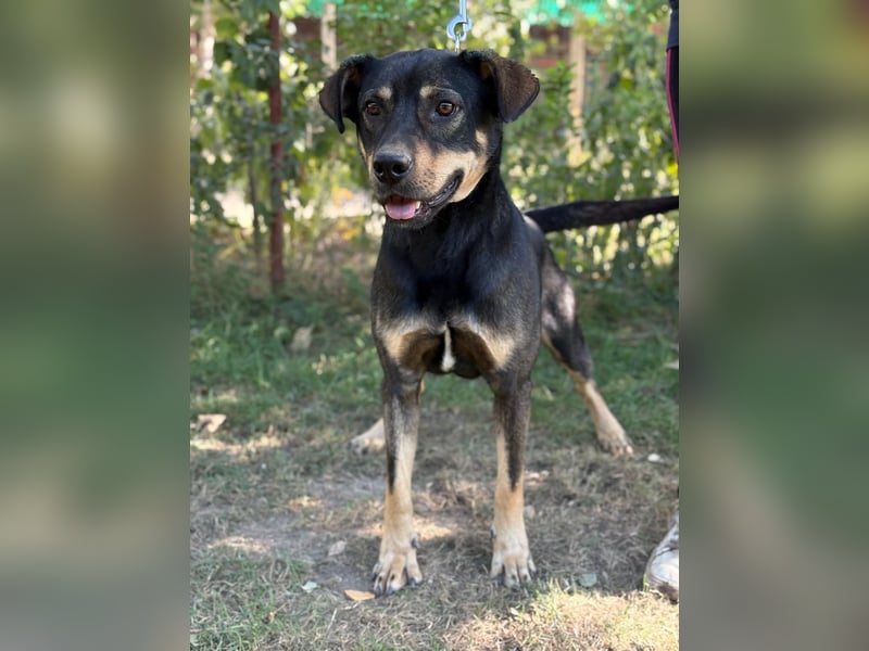 Lemmi,  hübscher Kerl sucht seine Familie