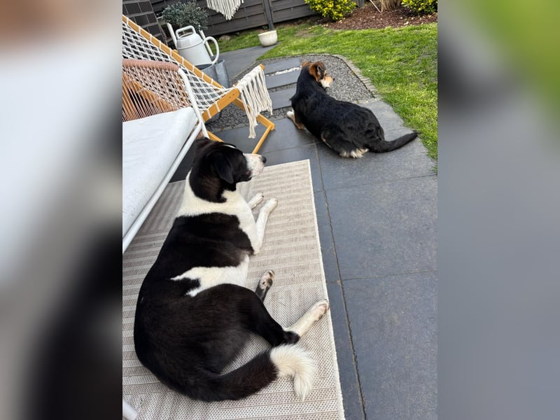 YAELA, superliebe Kuschelmaus, 2,5 Jahre, 52 cm, Mischling, Tierschutz Rumänien, Pflegestelle Köln