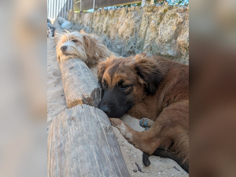 Zauberhafter Atos wartet auf unserem Tierschutzhof in Portugal!