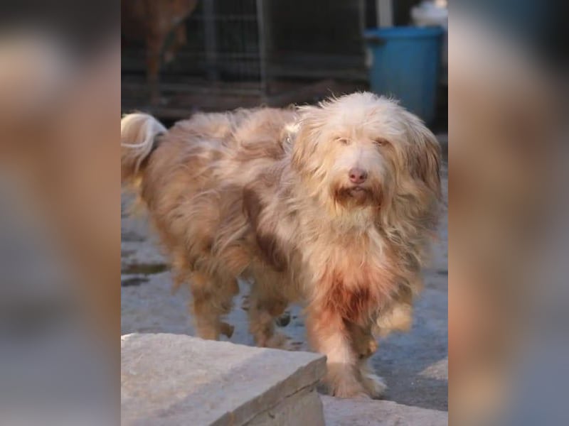 JESSICA, sanfte Hunde-Lady, 12 Jahre, 53 cm, Mischling, Tierschutz Rumänien