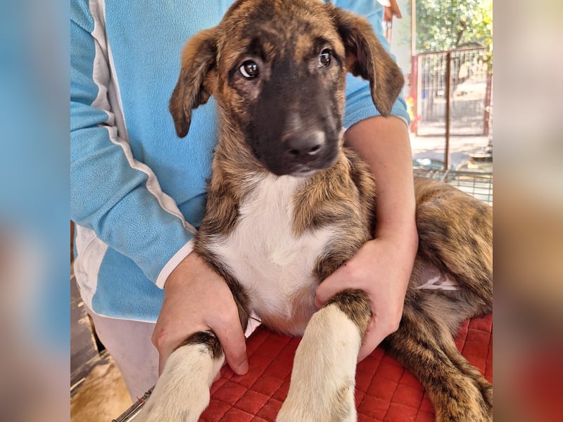 Super freundliche junge Hündin 028396 stellt sich vor