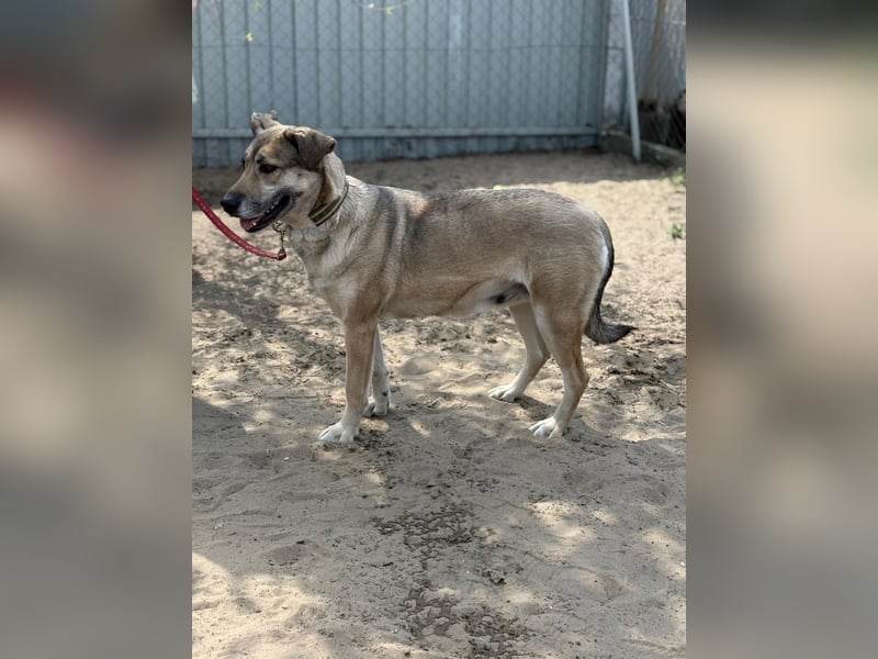 Nayeli sucht ein Zuhause mit Erfahrung