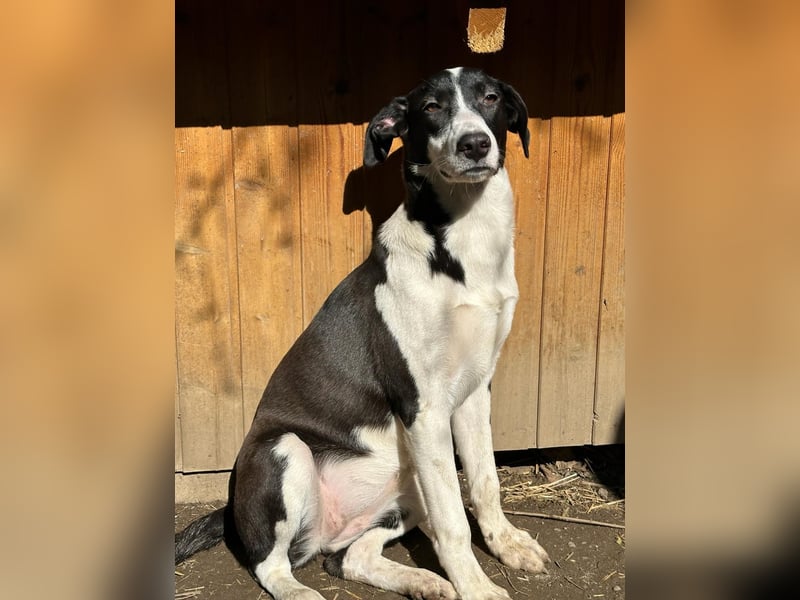 ⭐️GERDI⭐️, herzliche Hündin, 2,5 Jahre, 54 cm, Mischling, Tierschutz