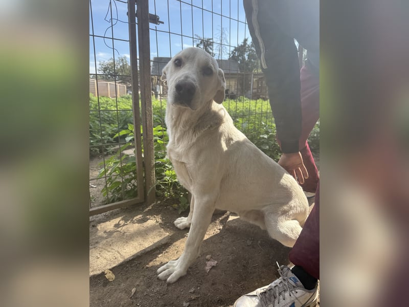 Szamóca sucht nach dir