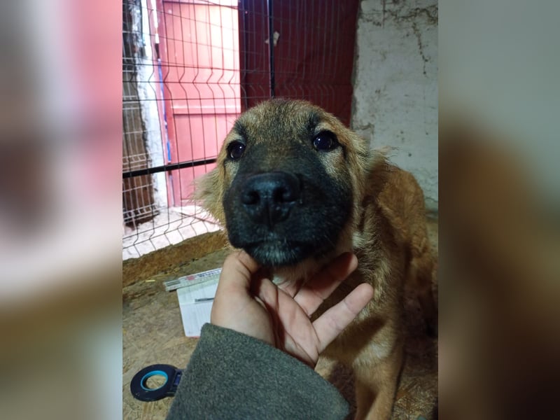 ⭐️TJUNA⭐️, Malinois-Mischling, Hündin, 9 Monate, 51 cm, Mischling, Tierschutz Rumänien