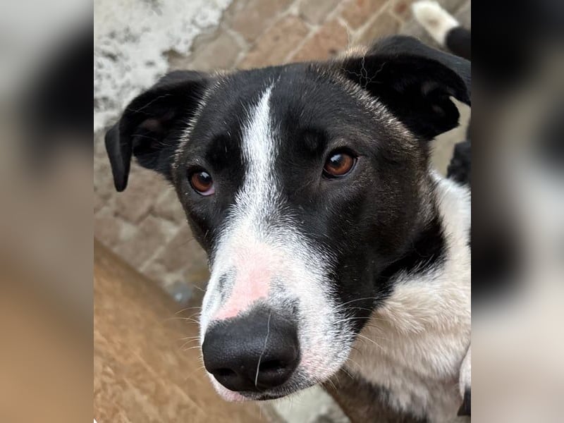 ⭐️YADE⭐️, Kuschelkönigin, 2,5 Jahre, 56 cm, Mischling, Tierschutz Rumänien