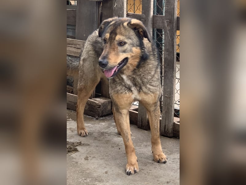 ⭐️SALIA⭐️, Hündin, 8 Jahre, 51 cm, Mischling, Tierschutz