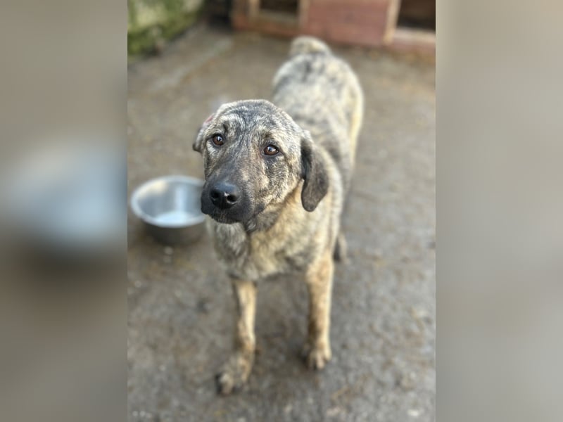HELEN, schüchternes Notfell, 1 Jahr, 53 cm, Herdenschutz-Mischling, Tierschutz Rumänien