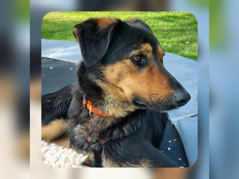 EDO, Küsschen-King, 1 Jahr, 57 cm, Mischling, Tierschutz Rumänien, Pflegestelle Hennef