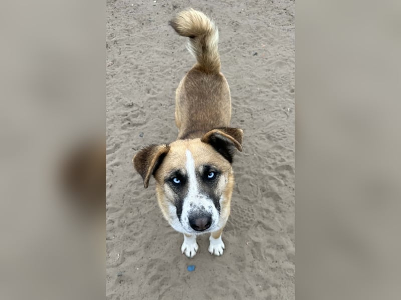 Shirley - Verliebst du dich in mich ?