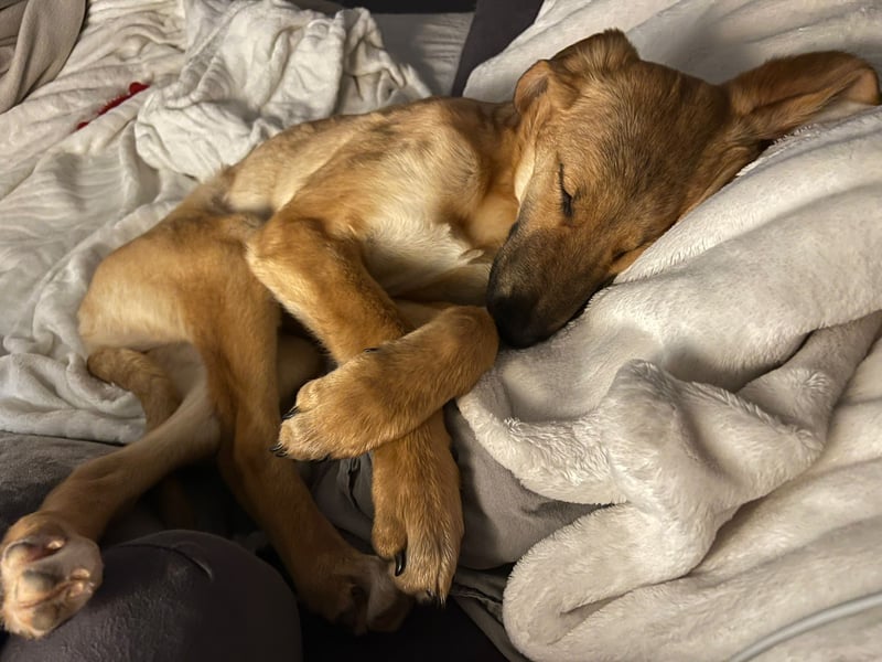 FELICY, smarter Windhund-Mix, 6 Monate, 54 cm, Tierschutz, Pflegestelle Kürten