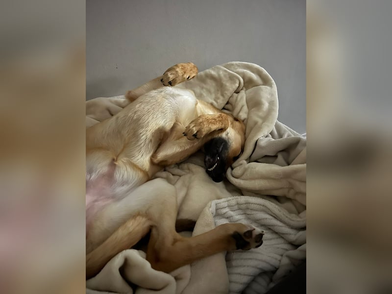 FELICY, smarter Windhund-Mix, 6 Monate, 54 cm, Tierschutz, Pflegestelle Kürten