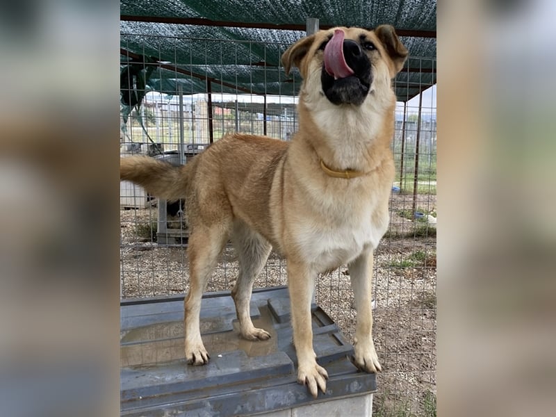 Caipirinha, geb. ca. 04/2019, lebt in GRIECHENLAND, im städt. Tierheim Serres