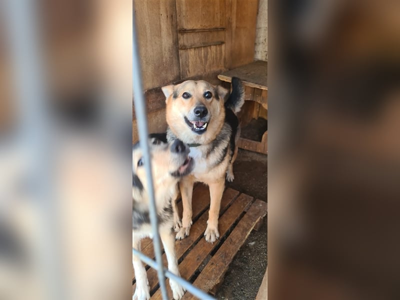 Liebevoller Jungrüde hat es satt, im Shelter zu sein