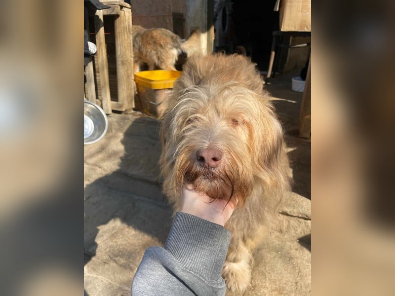 *Notfell* JESSICA, Hündin, 11 Jahre, 53 cm, Mischling, Tierschutz