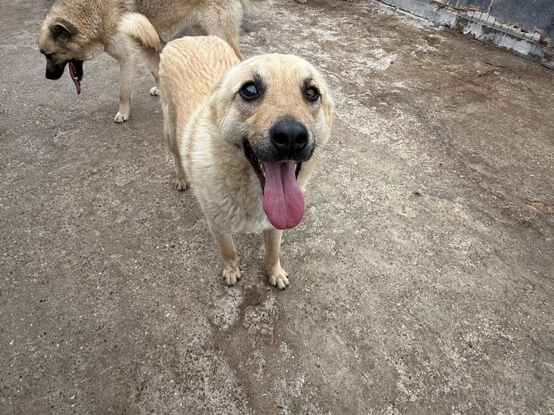Rüde Zadock sucht hier seine Familie