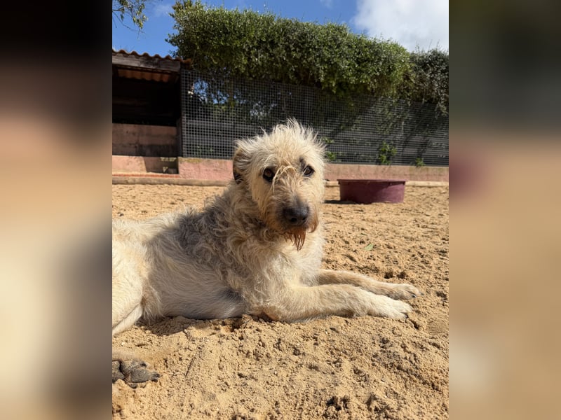 Aufgeschlossener Wooly wartet auf sein Happy End in Portugal!