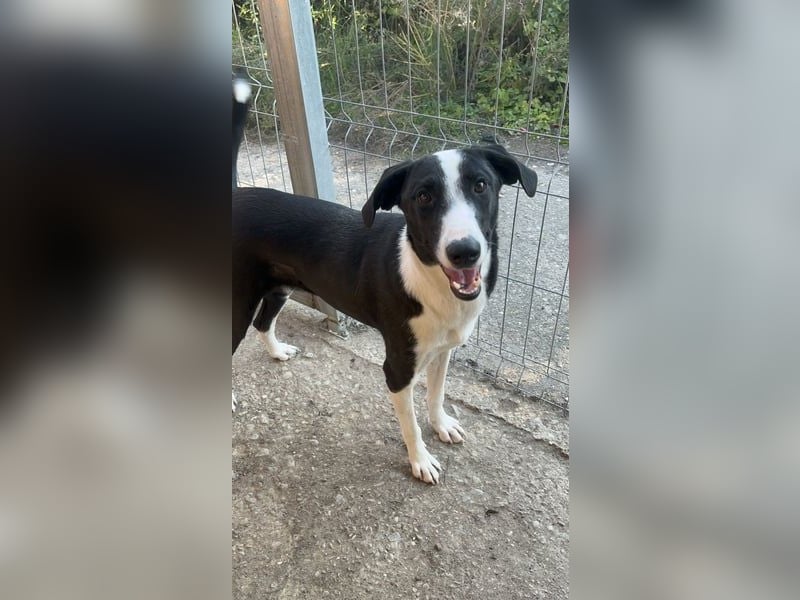 ⭐️YAFFA⭐️, verspielte Hündin, 2 Jahre, 50 cm, Mischling, Tierschutz