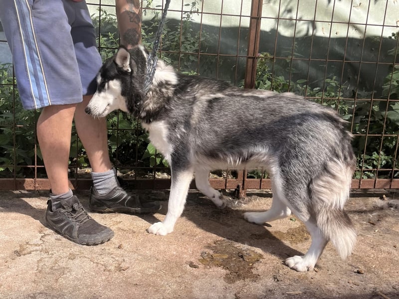 Hanna - Huskyhündin sucht Geborgenheit