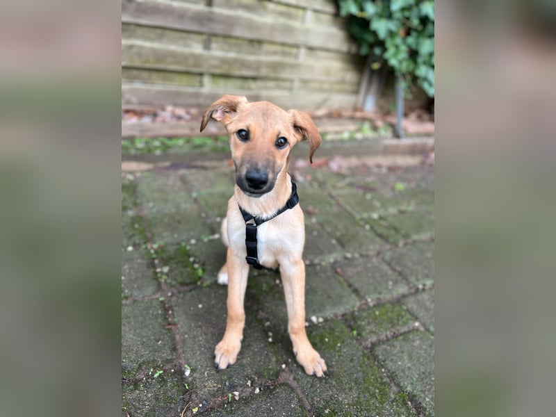 FELICY, smarter Windhund-Mix, 6 Monate, 54 cm, Tierschutz, Pflegestelle Kürten