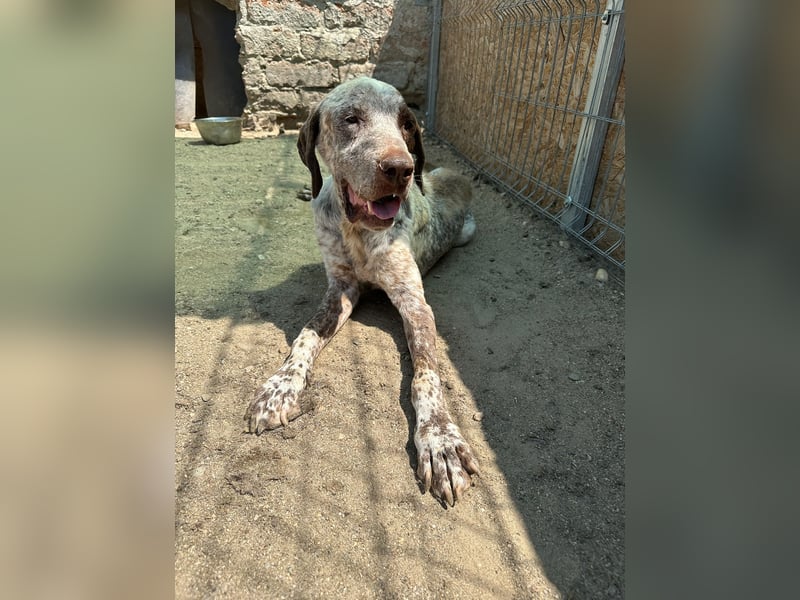 ⭐️Eliah⭐️, schaut das Video auf unserer HP! Rüde, 4 Jahre, 48 cm, Tierschutz, in Deutschland