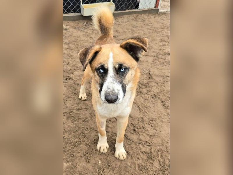 Shirley - Verliebst du dich in mich ?