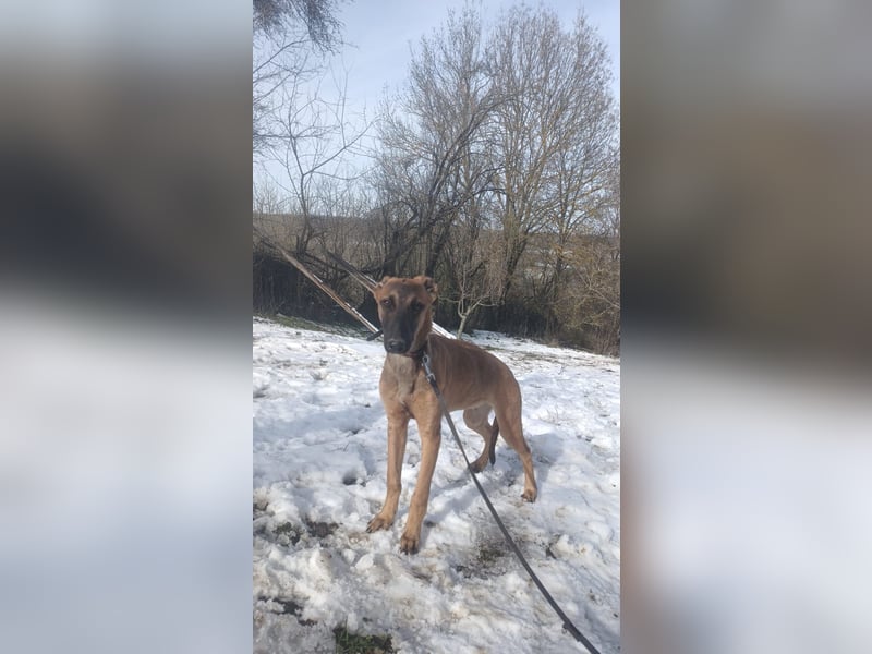 Seppl Tierschutzhund sucht ein Zuhause