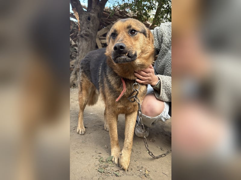 Berci - eine bezaubernder Rüde sucht sein Glück