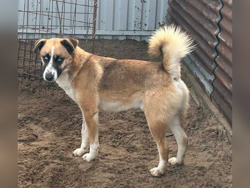 Shirley - Verliebst du dich in mich ?