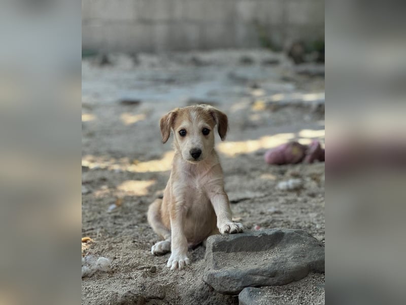 Finch aus unserem Vogel Wurf wartet in Portugal auf dich!