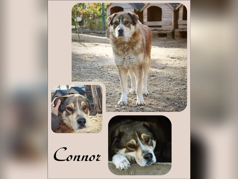 Connor stellt sich vor