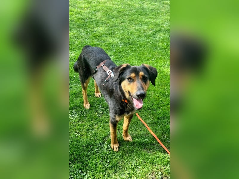 EDO, Küsschen-King, 1 Jahr, 57 cm, Mischling, Tierschutz Rumänien, Pflegestelle Hennef