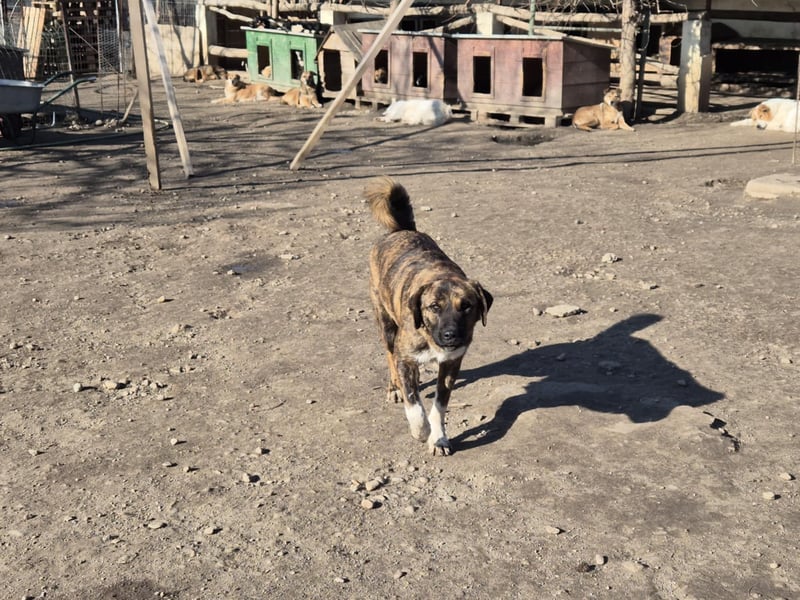 Super freundliche junge Hündin 028396 stellt sich vor