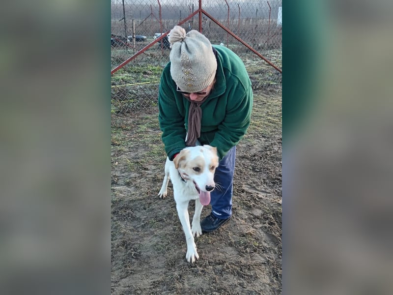 Falina - liebevolle entspannte Hundedame sucht ihre Familie
