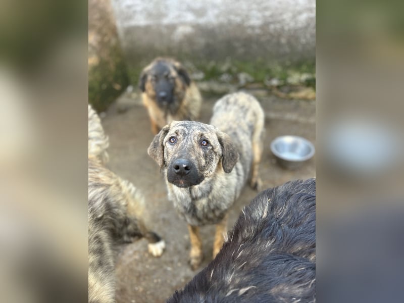 HELEN, schüchternes Notfell, 10 Monate, 53 cm, Herdenschutz-Mix, Tierschutz Rumänien
