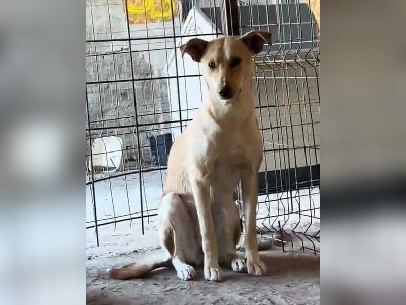 ⭐️HOPE⭐️, wurde Schlimmes angetan, Hündin, 2 Jahre, 55 cm, Mischling, Tierschutz Rumänien