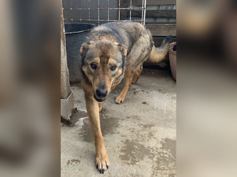 ⭐️SALIA⭐️, Hündin, 8 Jahre, 51 cm, Mischling, Tierschutz