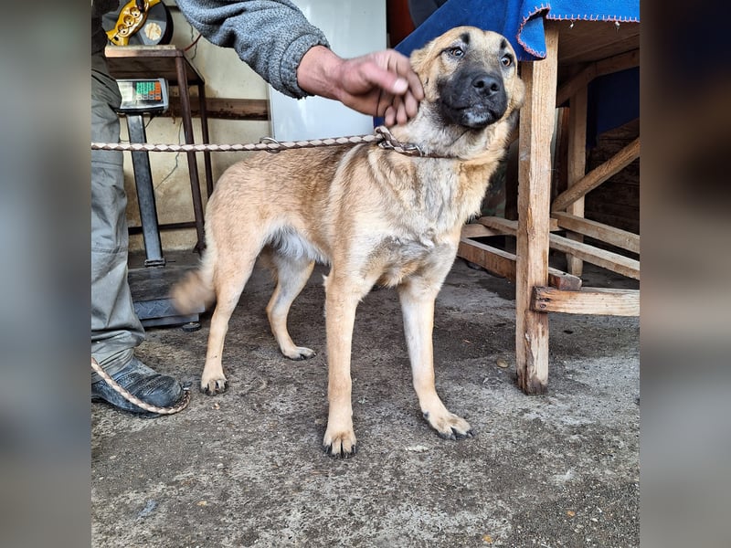 Hündin Amira sucht ihr eigenes Zuhause