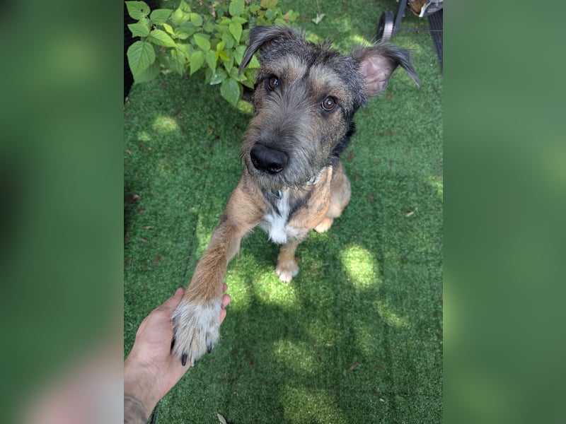 Scotty sucht ein neues Zuhause