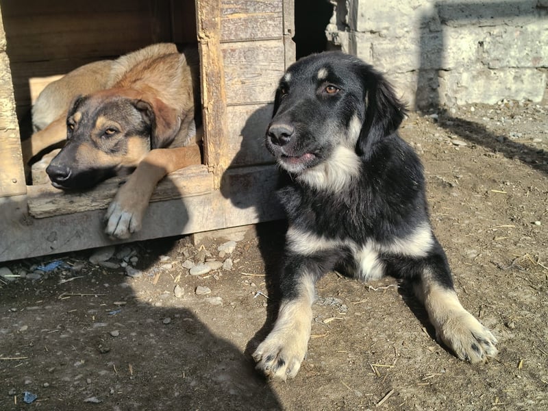 ⭐️DEALY⭐️, sanfte Schönheit, Hündin, 11 Monate, ca. 55 cm, Mischling, Tierschutz