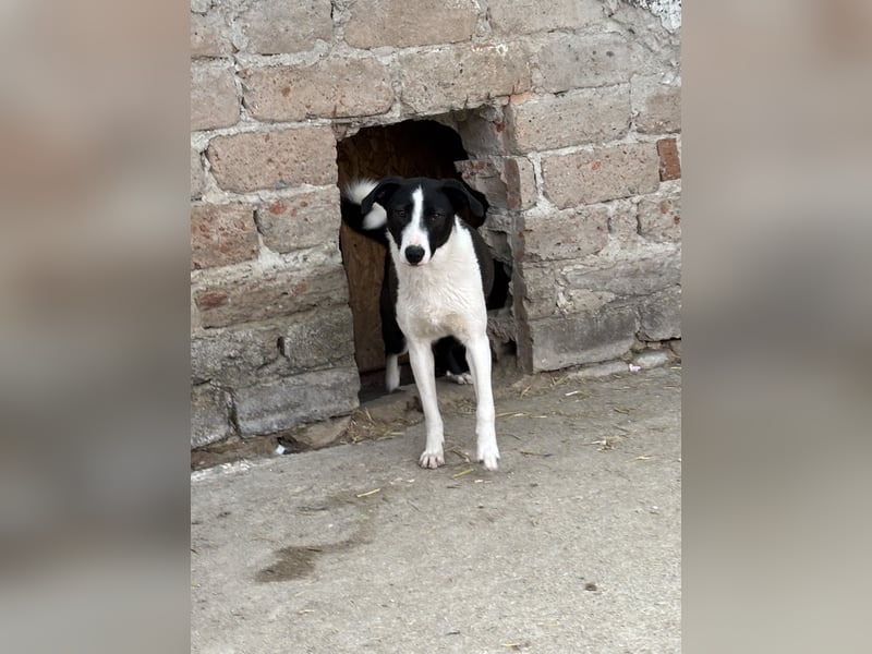 YAELA, wunderbarer Rohdiamant, 2,5 Jahre, 52 cm, Mischling, Tierschutz, Pflegestelle Bonn