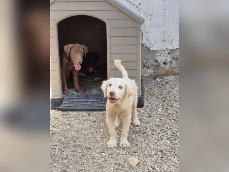 ⭐️DEXI⭐️, neugieriges Fellkind, Hündin, 10 Monate, ca. 55cm, Mischling, Tierschutz