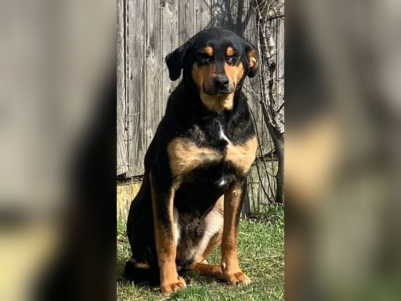 ⭐️ROCKET⭐️, absoluter Menschenfreund, Rüde, 8 Jahre, 55 cm, Mischling, Tierschutz Rumänien