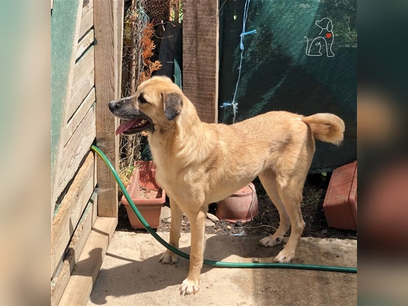 Nala - ca. 2 Jahre jung - sucht ihre Menschen