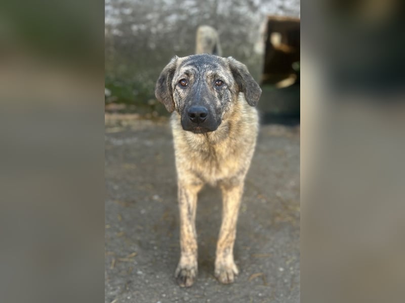 HELEN, schüchternes Notfell, 10 Monate, 53 cm, Herdenschutz-Mix, Tierschutz Rumänien